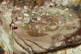 Colorful, Polished Slab of Morrisonite Jasper - Oregon #184907-1
